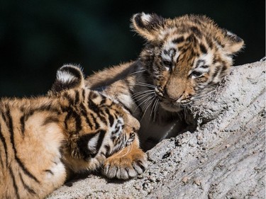 Ten-week-old tiger cubs Makar and Arila play on September 6, 2016 in their enclosure at the zoo in Duisburg, Germany.