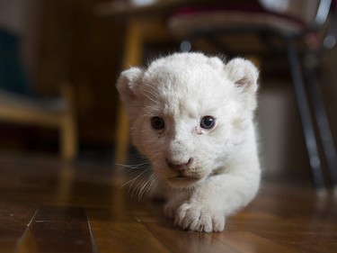 A five-week-old female white Transvaal lion explores the service accommodation of keeper Aniko Herlicska in Nyiregyhaza Zoo in Nyiregyhaza, Hungary, September 27, 2016.