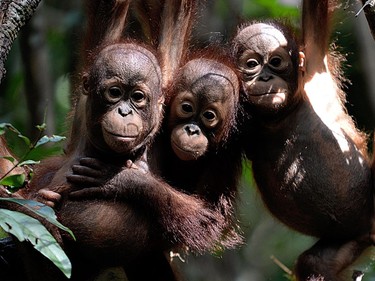 Three orphaned orangutan babies hang in a tree whilst attending "jungle school" at the International Animal Rescue centre outside the city of Ketapang in West Kalimantan, August 4, 2016.
