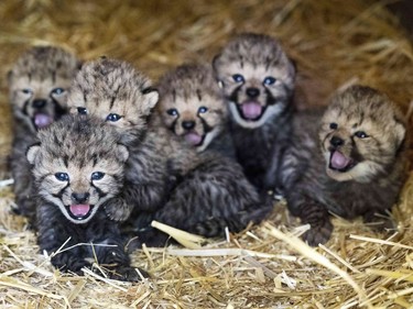 Six cheetah cubs are seen in their enclosure at the Burgers Zoo in Arnhem, Netherlands, September 30, 2016.