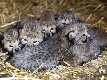 Six cheetah cubs are seen in their enclosure at the Burgers Zoo in Arnhem, Netherlands, September 30, 2016.