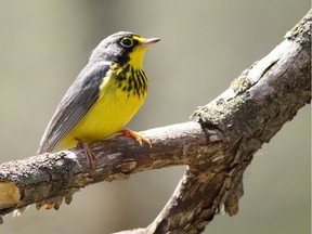 The Canada warbler is among 10 species at risk in the Nebo Property. Jayne Gulbrand photo