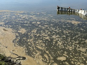 Oily water floats through James Smith Cree Nation on Friday Aug. 25, 2016, just over a month after a Husky Energy Inc. pipeline spilled 225,000 litres of crude near and into the North Saskatchewan River.