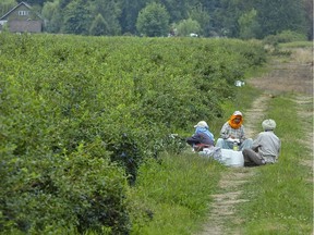 Temporary foreign workers eat beside a field in British Columbia.