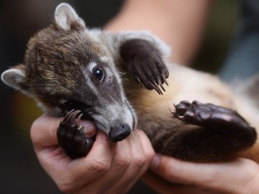 A white-nosed coati cub is seen at the National Zoo of El Salvador in San Salvador, September 26, 2016.