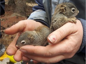 Andrea Wishart has been researching squirrels for the Kluane Squirrel Project in Yukon.