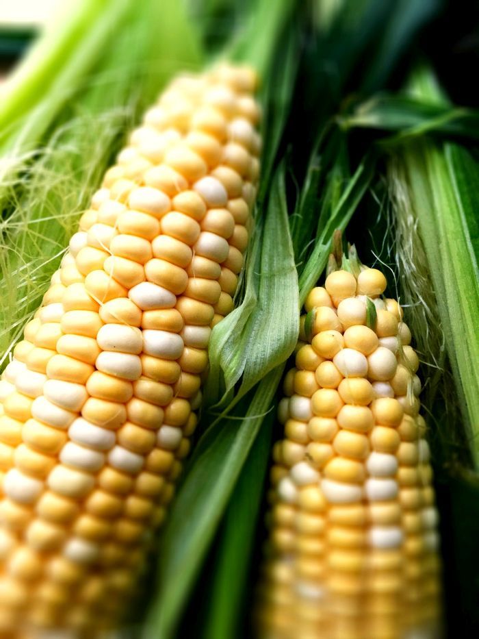 Fresh roasted corn a sweet treat fresh and frozen The Star Phoenix