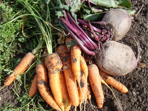 Freshly dug beets and carrots from the garden.