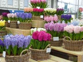 Masses of potted hyacinths.
