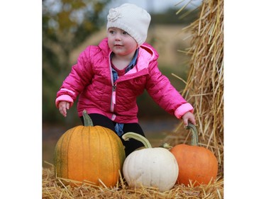 20-month-old Abigail Angus picks pumpkins at the Black Fox Farm & Distillery pumpkin festival in Saskatoon on September 18, 2016.