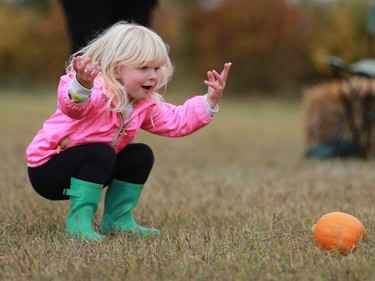 Three-year-old Madelyn La Valley bowls with a pumpkin at the Black Fox Farm & Distillery pumpkin festival in Saskatoon on September 18, 2016.