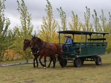 Horse rides at the Black Fox Farm & Distillery pumpkin festival in Saskatoon on September 18, 2016 .