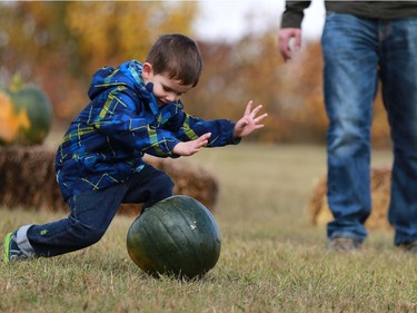 Zackary Boehm bowls with a pumpkin at the Black Fox Farm & Distillery pumpkin festival in Saskatoon on September 18, 2016 .