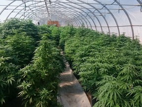 Three people are facing drug charges after RCMP discovered what they say was a sophisticated marijuana grow-op in the RM of Medstead, Sask.(Supplied/RCMP)