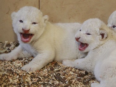 Three rare four-day-old white baby lions are pictured at the private Zoo Safari in Borysew, Poland, September 22, 2016.