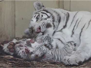 Three rare newborn white tigers with their mother Mandzi are photographed just hours after they were born at the private Zoo Safari in Borysew, Poland, September 22, 2016.