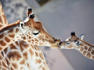 Baby giraffe Kenai (R), born on August 25, 2016, kisses his mother Dioni on August 31, 2016 at the zoo in La Fleche, France.