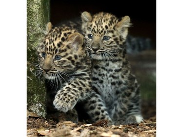 Two male Amur leopard cubs leave their enclosure as they ventures outside for the first time since being born at Marwell Zoo in Hampshire, England, August 31, 2016.