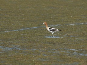 Undated handout photo of wetland area in Alberta, with an American Avocet.