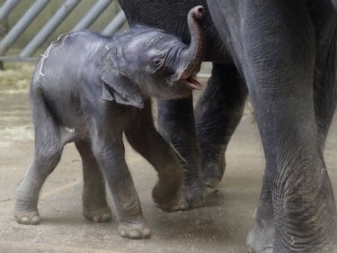 A newborn Asian elephant stands next to its mother Tamara in their enclosure at the zoo in Prague, Czech Republic, October 8, 2016.