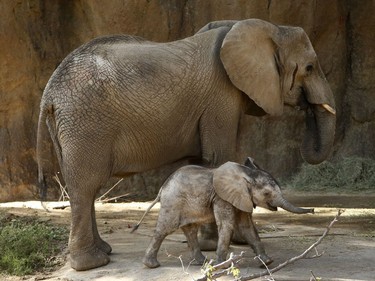 Ajabu, a five-month-old baby elephant, walks with his mother Mlilo in the Giants of the Savannah exhibit at the Dallas Zoo in Dallas, Texas, October 12, 2016.