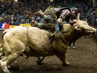 Will Purcell is bucked off a bull during the Professional Bull Riding Canada final at SaskTel Centre, October 15, 2016.