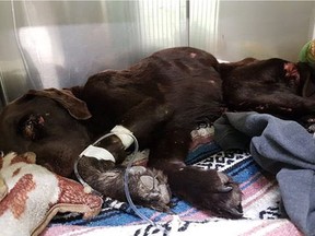 Bruno the dog is receiving treatment in Saskatoon after having spent nearly a month at the bottom of a well near the family farm in southeast Saskatchewan
