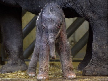 A one-day-old Asian elephant is pictured with its mother Tamara in their enclosure in the zoo in Prague, Czech Republic on October 8, 2016.