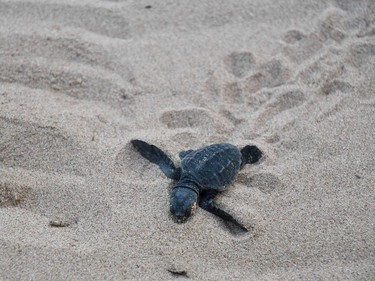 A baby loggerhead sea turtle heads to the sea on October 3, 2016 in Saint-Aygulf beach, near Cannes southern France.