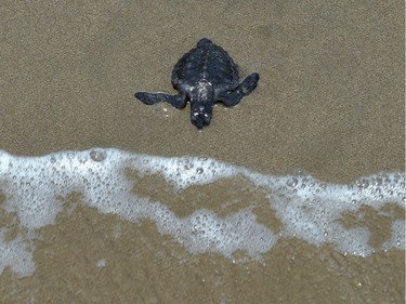 A baby sea turtle finds its way to the ocean after it was released by a group of local tourists visiting a conservation centre in Pariaman, West Sumatra, Indonesia, October 15, 2016.