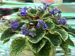 Well-tended, easy-to-care-for African violet.