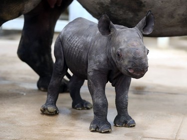 A newborn eastern black rhino walks around with its mother Ayana on October 17, 2016, at the Blank Park Zoo in Des Moines, Iowa.