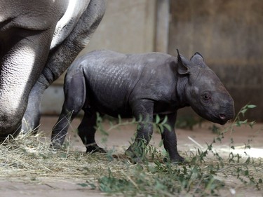 A newborn eastern black rhino explores its enclosure on October 17, 2016, at the Blank Park Zoo in Des Moines, Iowa.