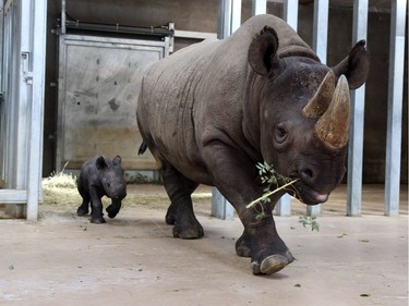 A newborn eastern black rhino walks behind its mother Ayana on October 17, 2016, at the Blank Park Zoo in Des Moines, Iowa.