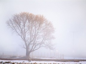 The temperature is supposed to hold steady near -1 C on Friday, according to Environment Canada's forecast.