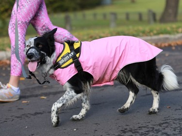 Participants walk and run at Canadian Breast Cancer Foundation's CIBC Run for the Cure at Prairieland Park in Saskatoon on October 2, 2016.