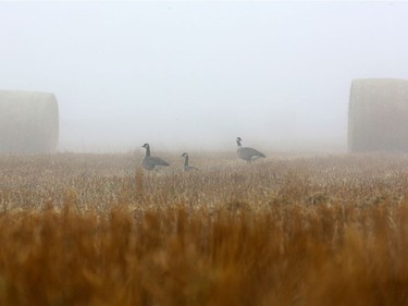 Three Canadian geese are barely visible between two hay bails in the heavy fog Sunday morning on Valley Road in Saskatoon, October 23, 2016.