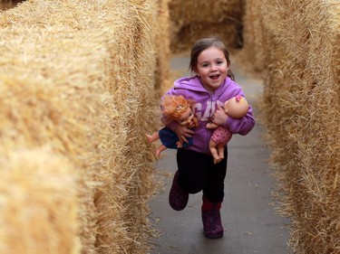 Three-and-a-half-year-old Nazlyn Camrud runs through the pumpkin maze at Dutch Growers in Saskatoon on October 24, 2016.