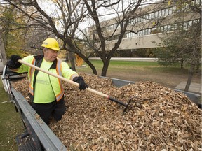Saskatoon city employee John Caisse was buried in his work, Monday, October 03, 2016 as he helped clean the leaves from city hall.