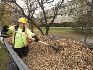 Saskatoon city employee John Caisse was buried in his work, October 3, 2016, as he helped clear the leaves from City Hall.