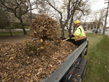 Saskatoon city employee John Caisse was buried in his work, October 3, 2016, as he helped clear the leaves from City Hall.