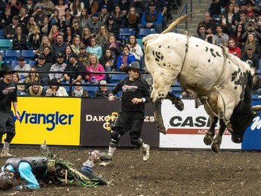 Lonnie West hits the ground after being bucked off a bull during the Professional bullriding Canadian final at SaskTel Centre in Saskatoon, October 15, 2016.