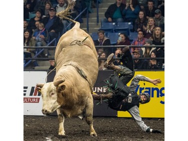 Riley Blankenship is bucked off by a bull during the Professional bullriding Canadian final at SaskTel Centre in Saskatoon, October 15, 2016.