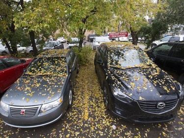 Rains are stripping the trees of their leaves, like in this downtown parking lot, September 23, 2016.