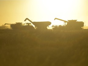 Combines harvest a field east of Pense, Sask. on Friday Nov. 11, 2016. Unusually warm temperatures have allowed Saskatchewan producers to work the fields into November. MICHAEL BELL