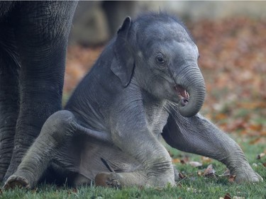 A one-month-old male Asian elephant tries to stand up at the zoo in Prague, Czech Republic, November 2, 2016.