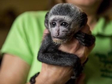 An orphaned baby mantled guereza is held by caretaker Katalin Marokhazi of Veszprem Zoo in her home in Liter, Hungary, November 16, 2016. The hand-reared young monkey will be introduced to the guereza population of Veszprem Zoo in the forthcoming weeks.