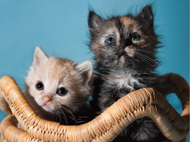 An innovative new project has resulted Kittens from Pima Animal Care Centre in Oro Valley, Arizona, November 24, 2016.
