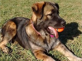 Aurora, a 10-month-old German Shepherd cross who died at the Playful Paws Pet Centre.