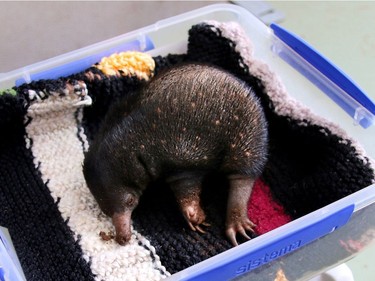 A baby puggle is seen on a weighing scale at the Taronga Zoo in Sydney, Australia, November 9, 2016. Sydney's Taronga Zoo is celebrating its first successful echidna births in 30 years with three healthy babies, known as puggles, from three different mums hatching within days of each other.